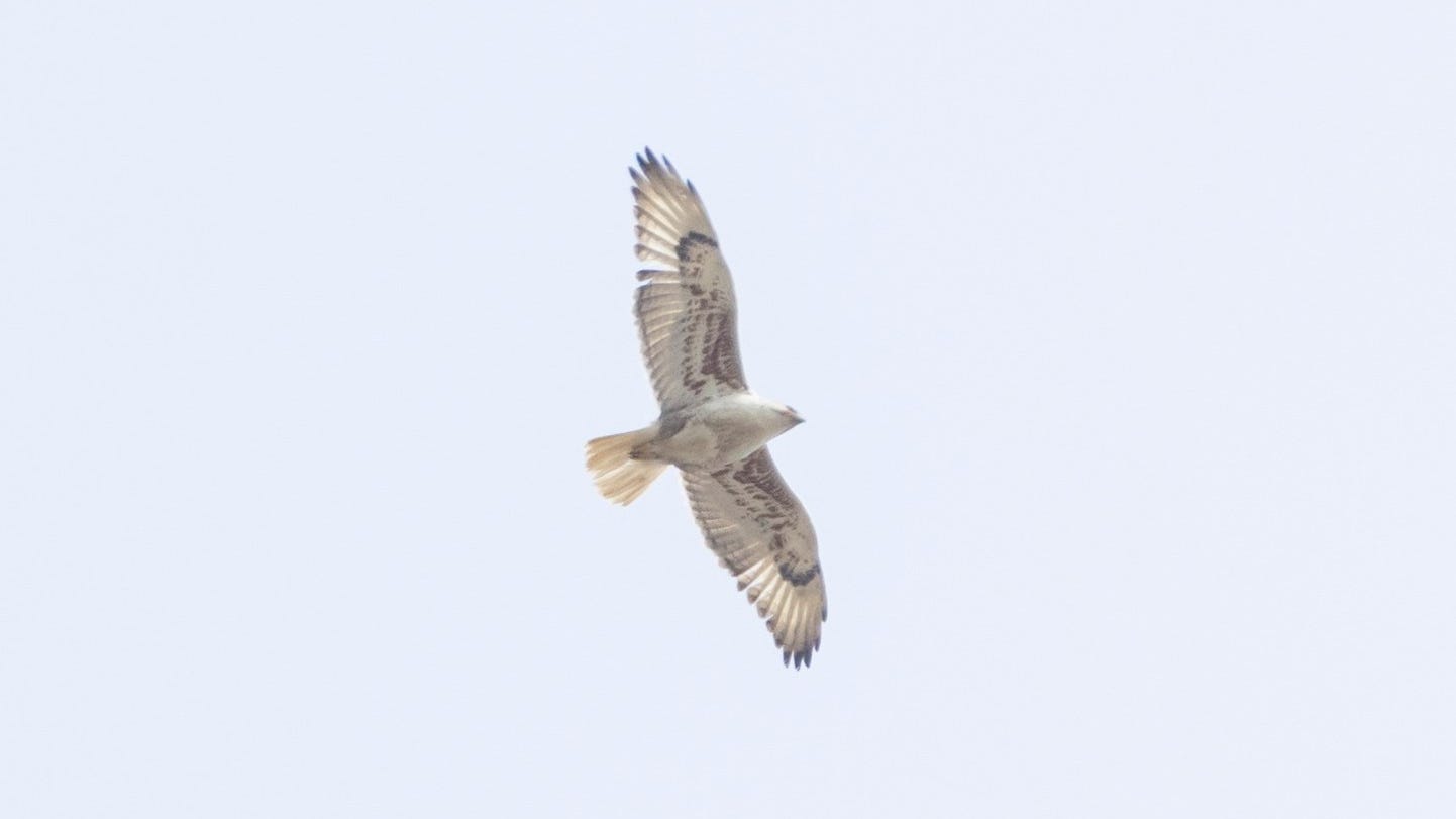 Ultra-rare ‘Megahawk’ spotted in Michigan, thousands of miles from home [PHOTOS]