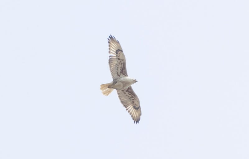 Ferruginous Hawk