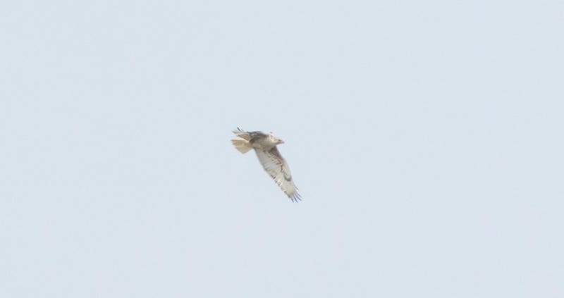 Female Ferruginous Hawk