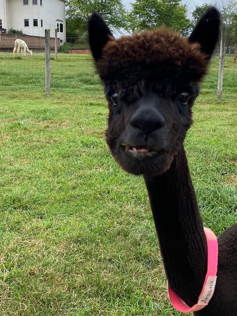 Alpaca