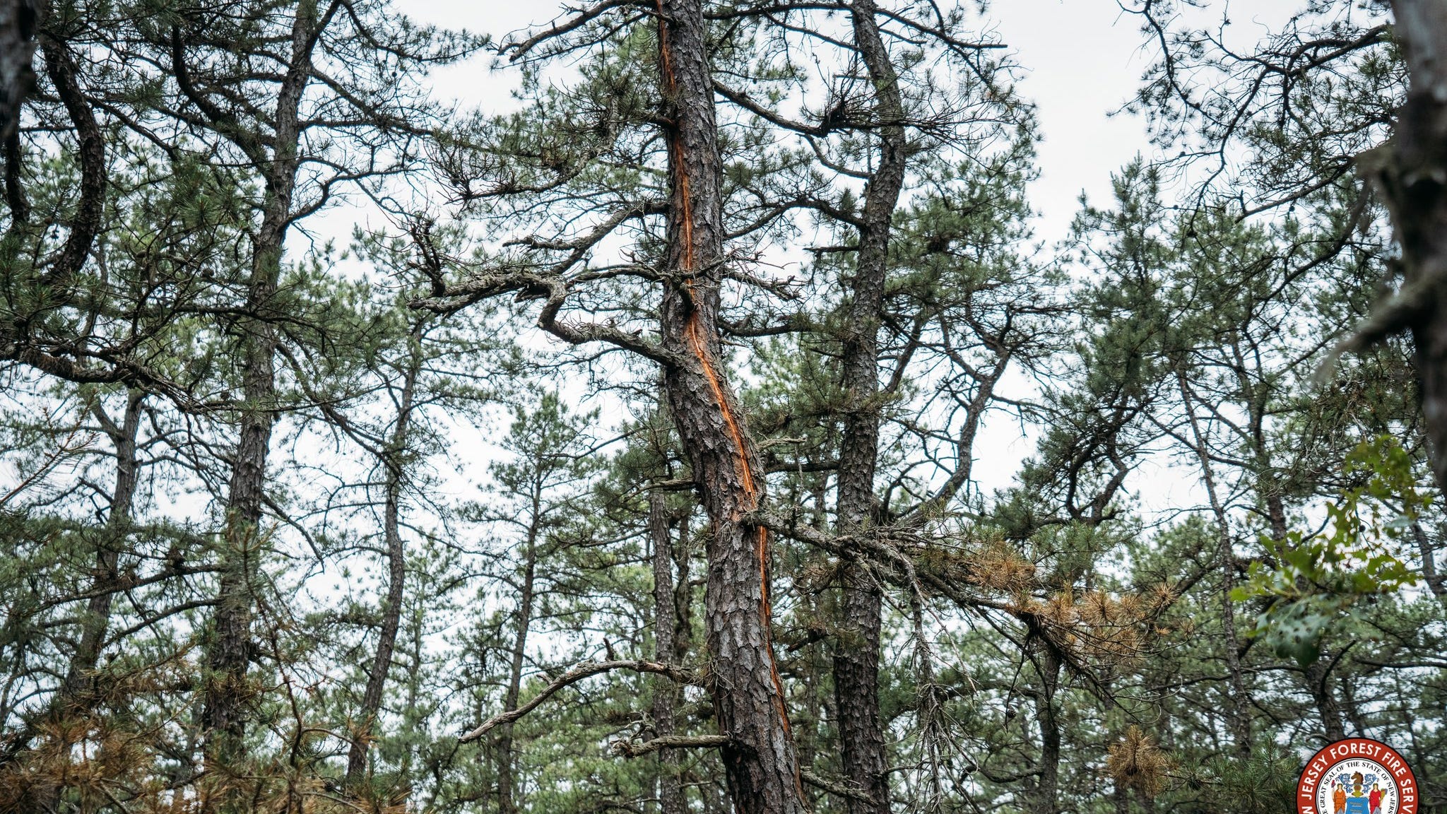 Lightning strikes sparked recent wildfires in South Jersey, officials say