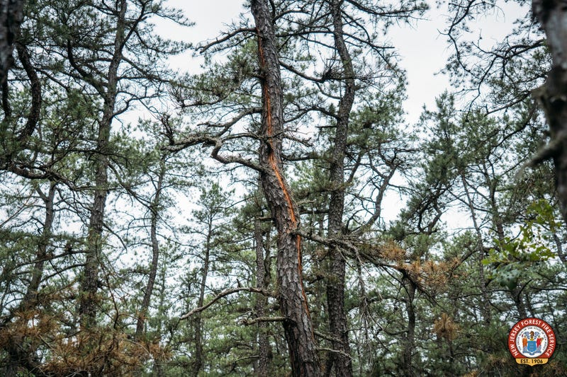 Lightning strikes sparked recent wildfires in South Jersey
