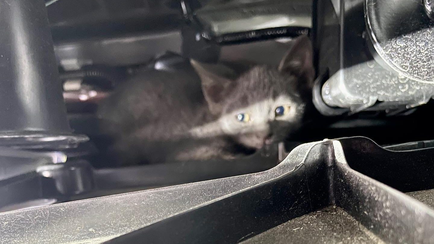 Buena Park firefighters save kitten trapped inside of SUV