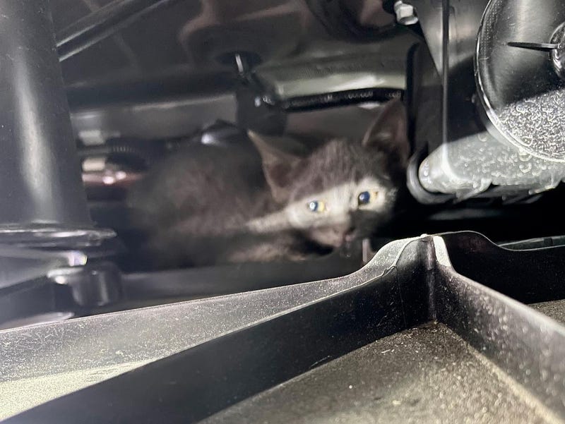 The Orange County Fire Authority rescued a kitten that was stuck near tje fuel tank of an SUV.