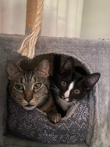 Adopt Don't Shop