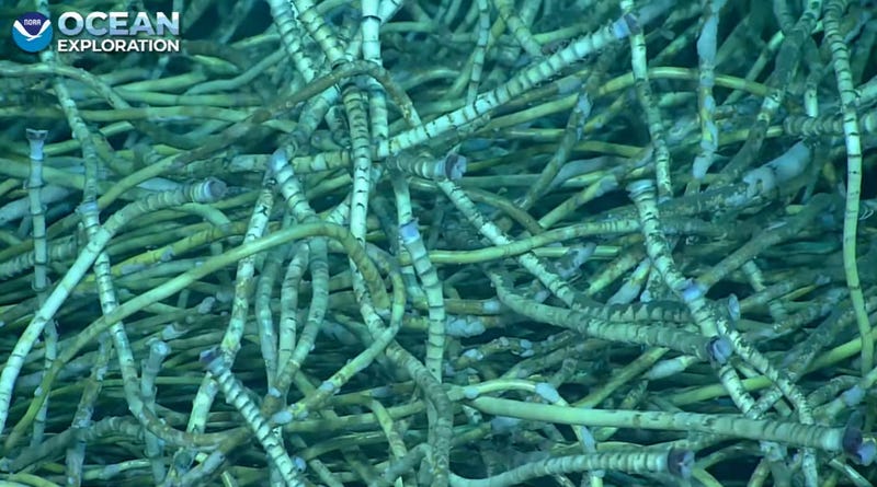 Tubeworms