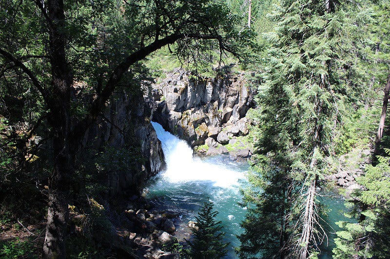 McCloud River Trail June 2017 in Shasta-Trinity National Forest, California