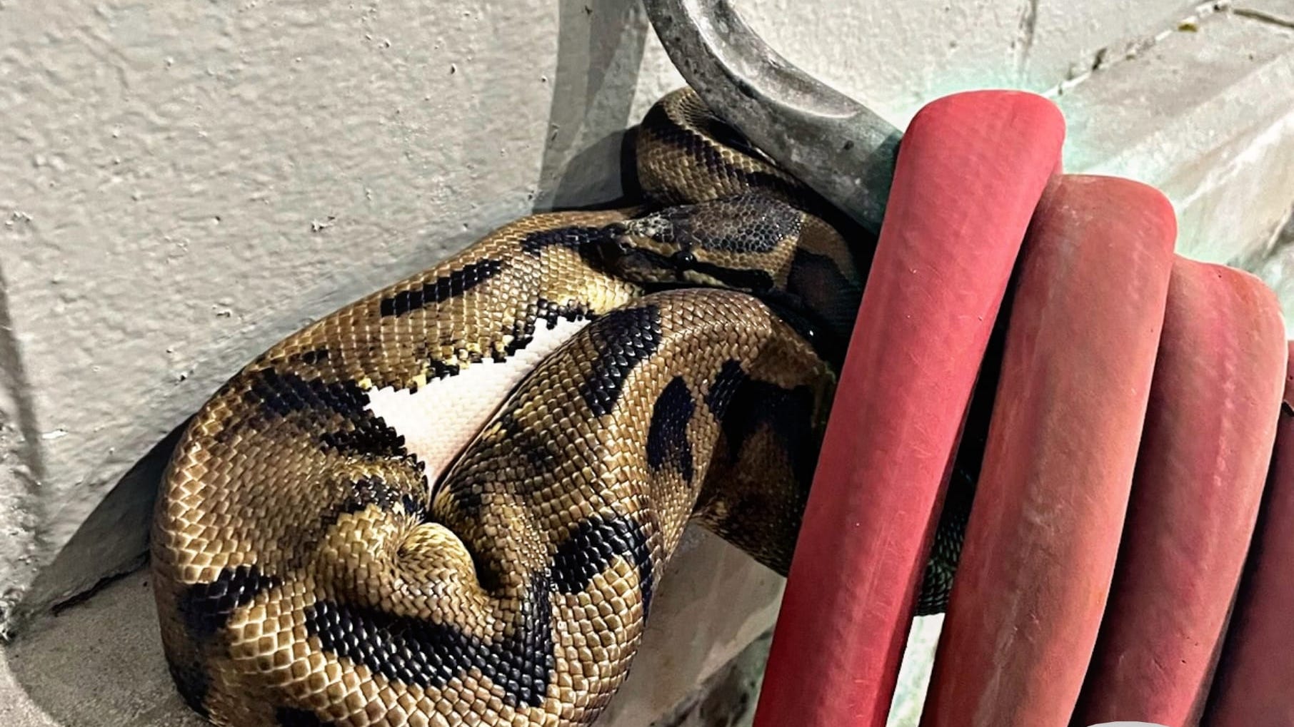 Amherst Police capture ball python outside business