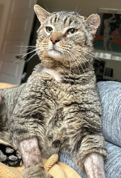 Richmond Animal League