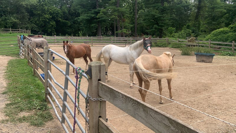 Northwestern Stables employs a small but dedicated group of people who are committed to the health and wellbeing of the horses in their care, the riders who use the facilities, and the community they serve.