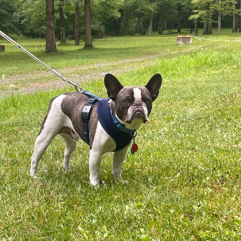 A woman abandoned her dog at a Pennsylvania airport before flying to a resort, officials say