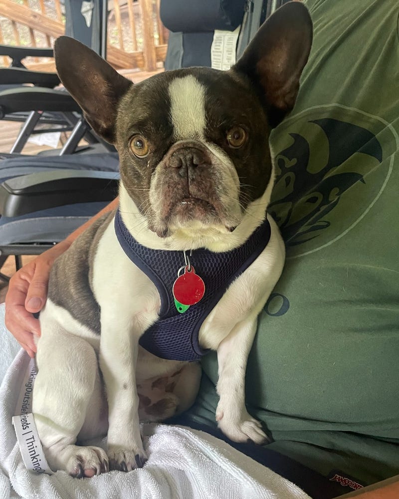 A woman abandoned her dog at a Pennsylvania airport before flying to a resort, officials say