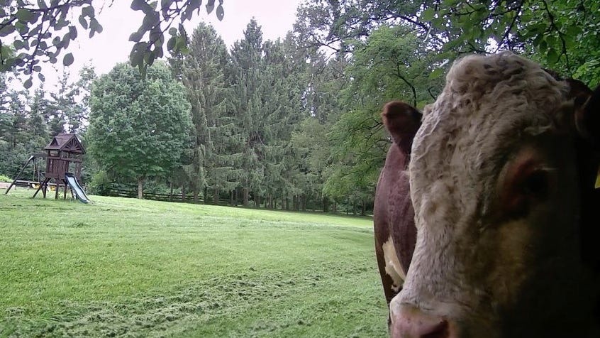 Know a good matador? 1,600-pound bull loose in Barrington Hills