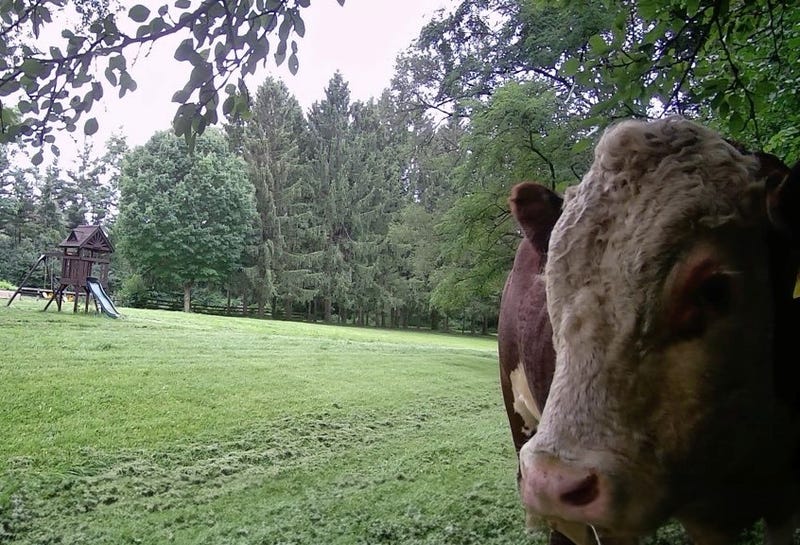 Barrington Hills bull