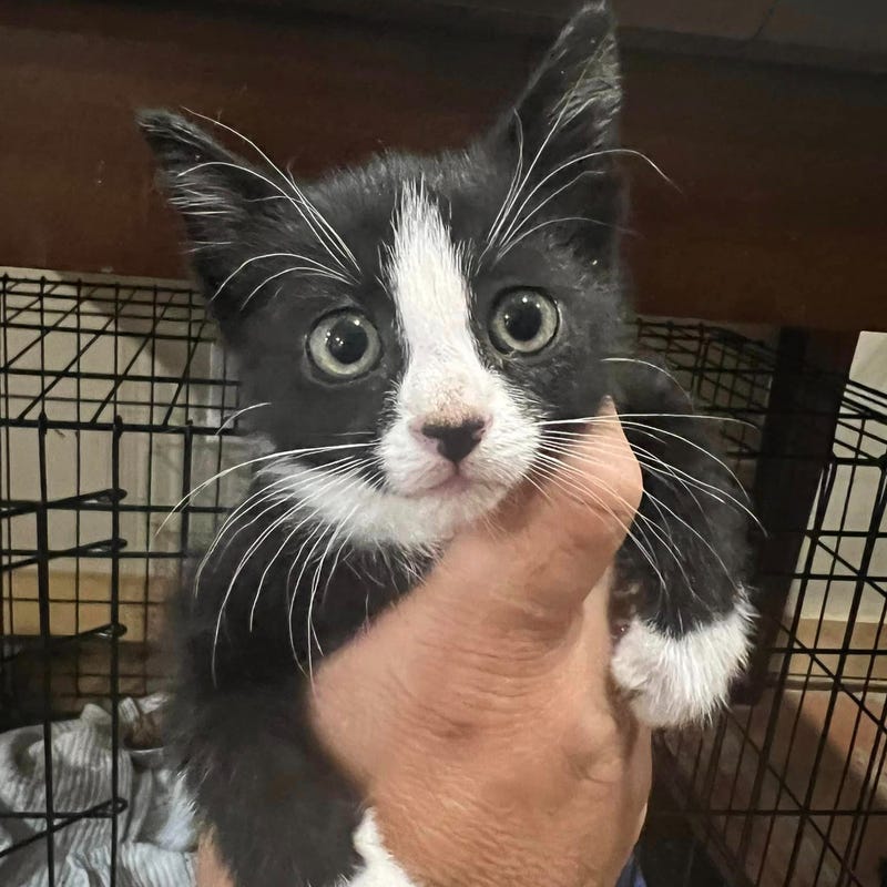 rescued kitten