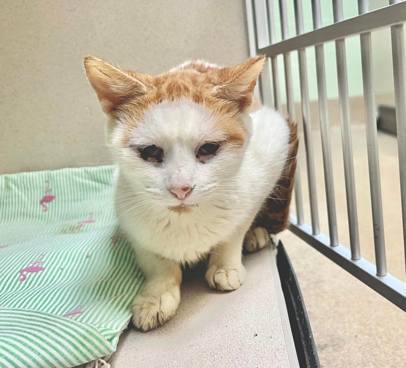 A cat who was rescued from a bug-infested apartment in New Jersey on Nov. 1, 2023.