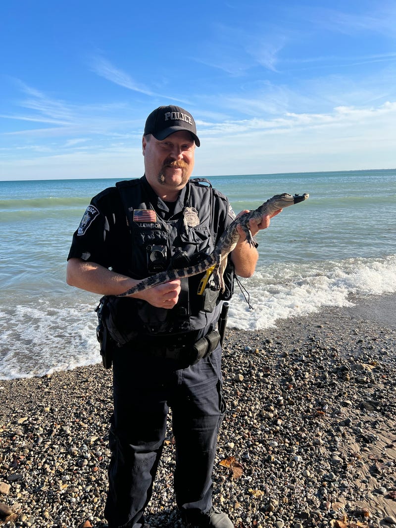 "Officer Lewison was able to locate and safely take the gator into custody."