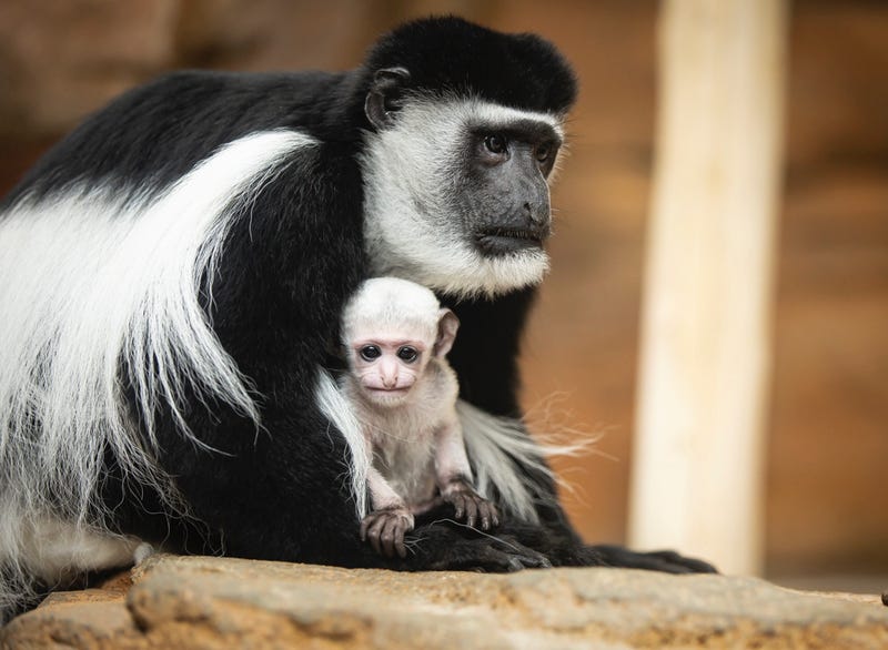 baby Guereza colobus monkey