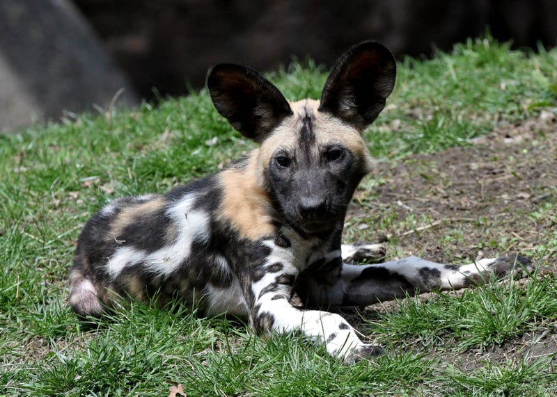 African painted dog puppy Kashyyyk