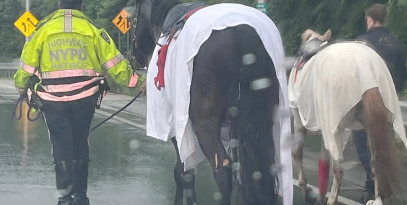 Horses fall from trailer in SI