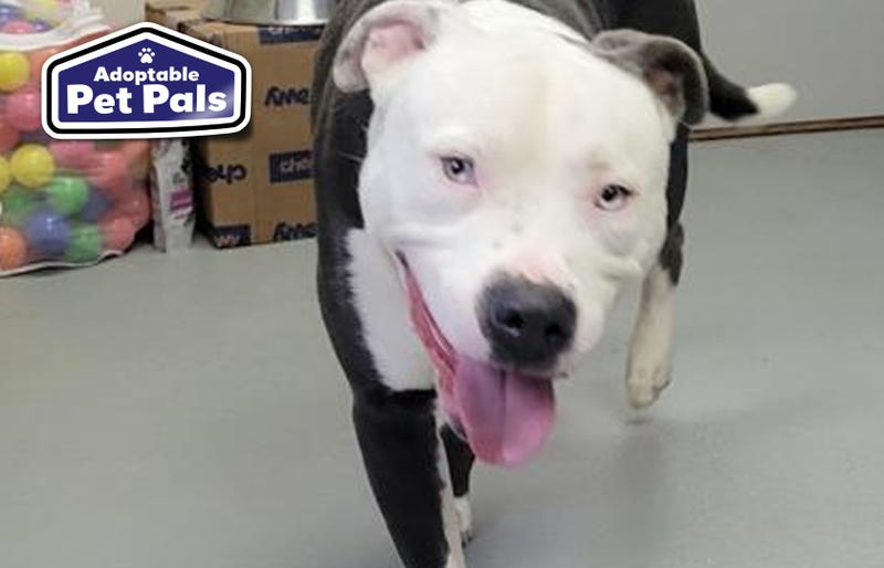 SPCA of Texas