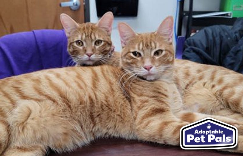 SPCA of Texas