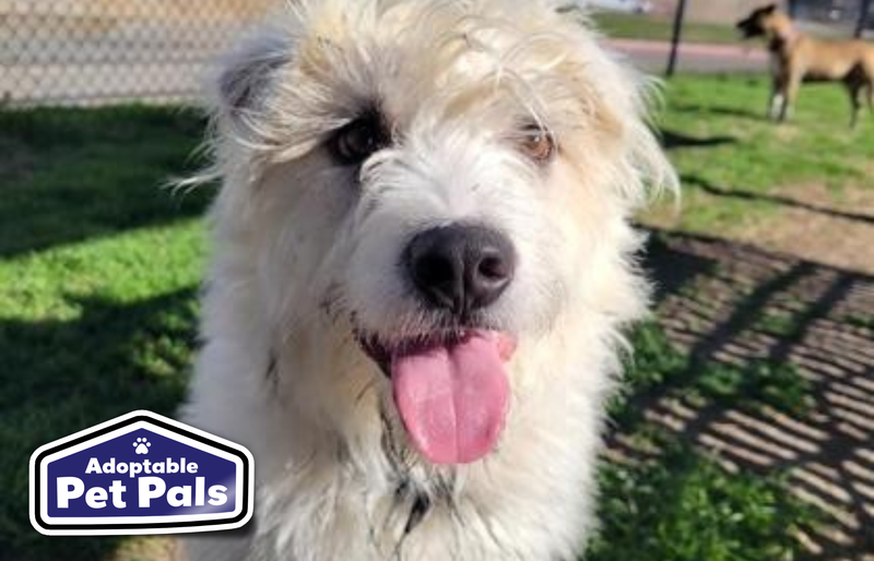 SPCA of Texas