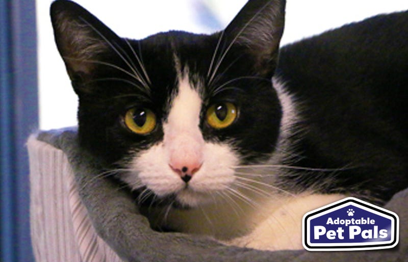SPCA of Texas