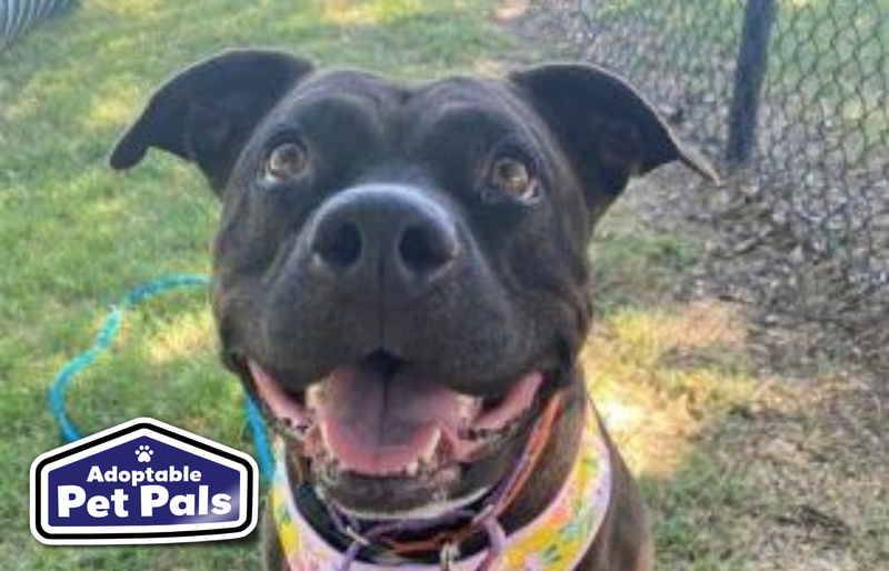 SPCA of Texas
