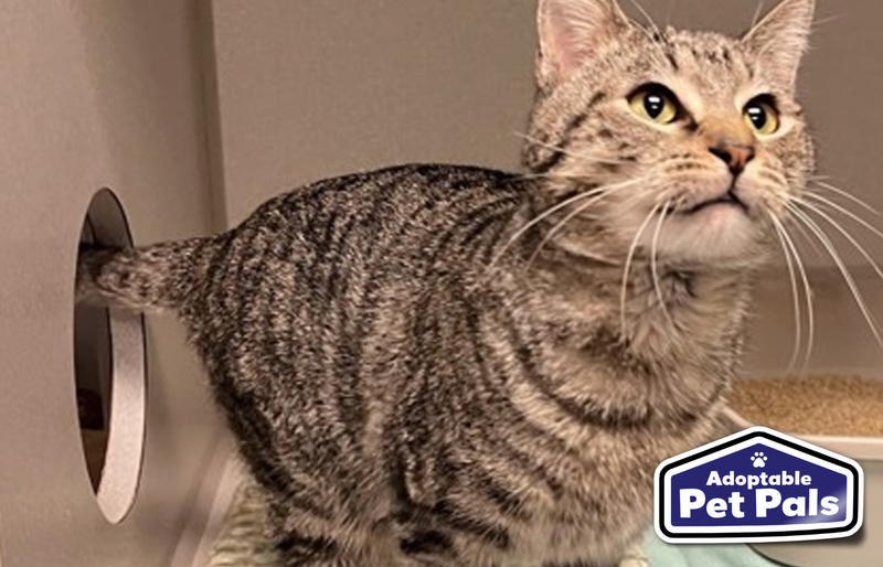 SPCA of Texas