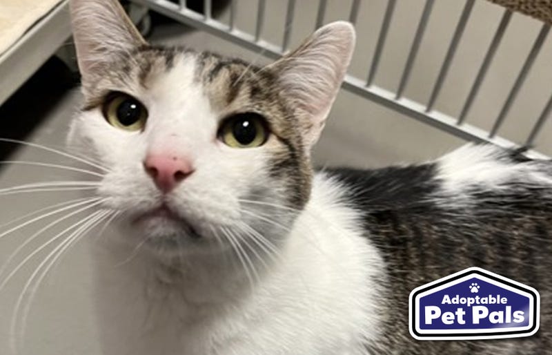 SPCA of Texas