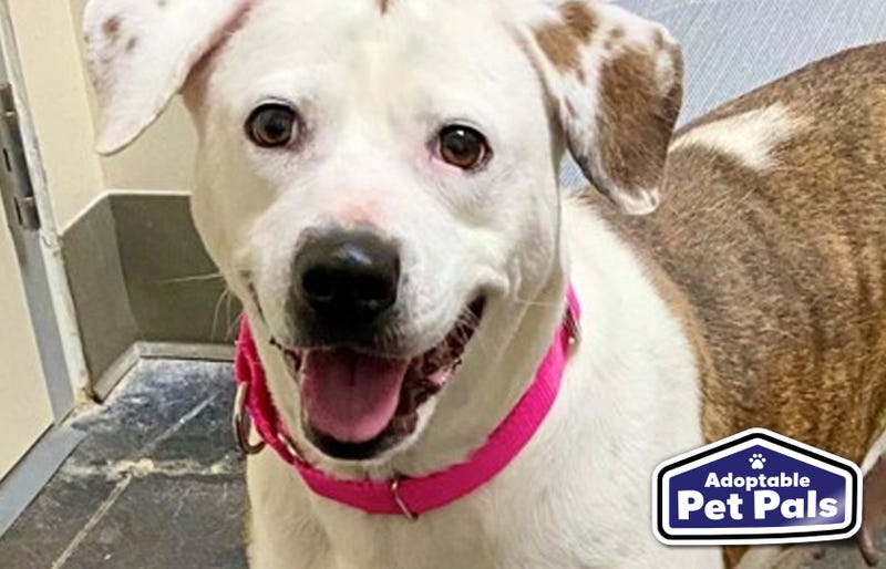 SPCA of Texas