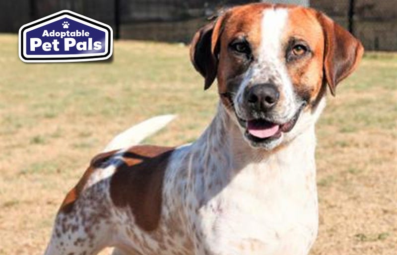 SPCA of Texas