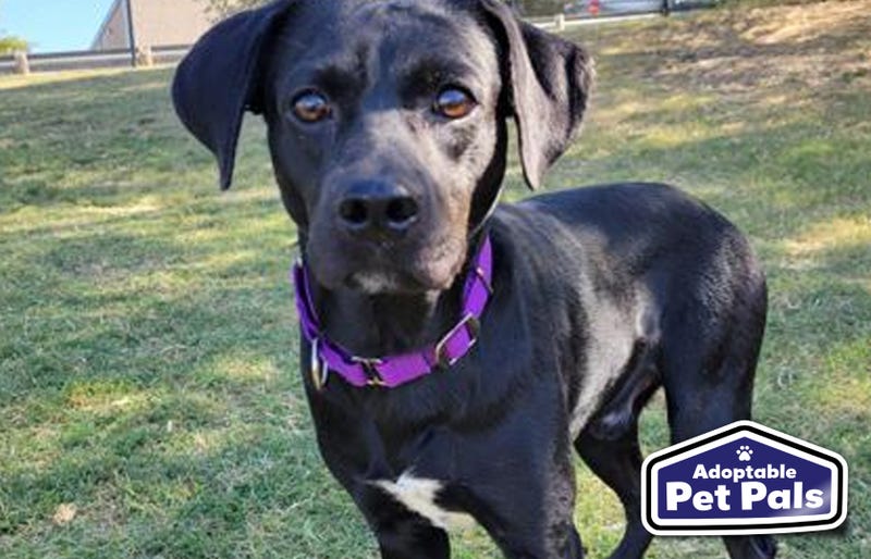 SPCA of Texas