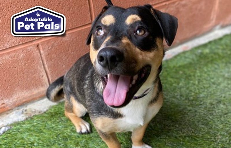 SPCA of Texas