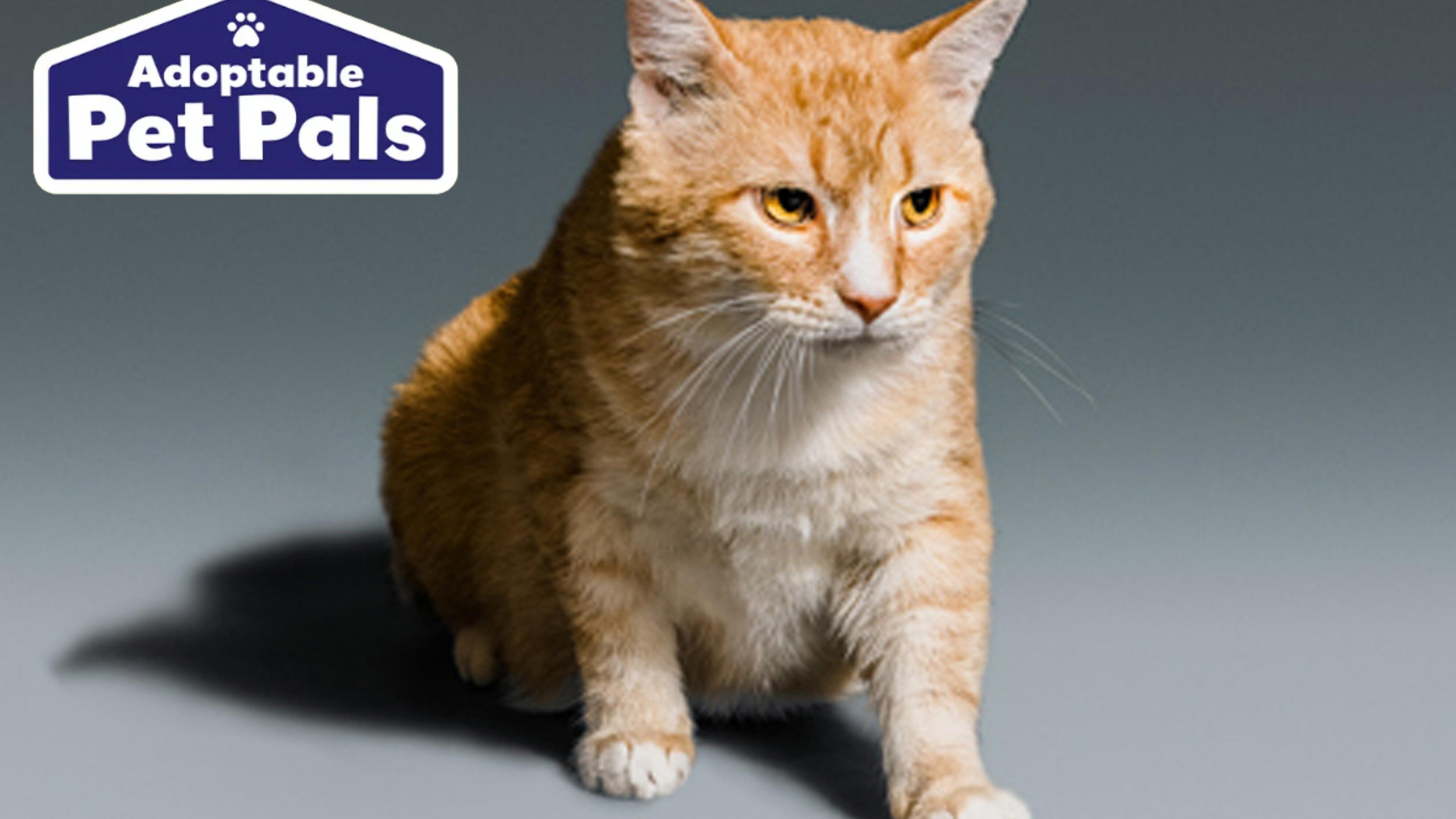 Adoptable Pet Pals: Meet William