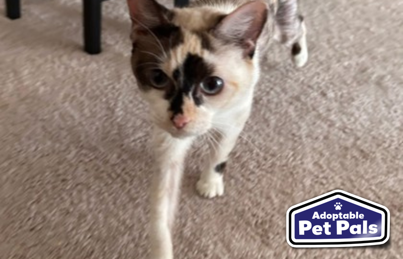 SPCA of Texas