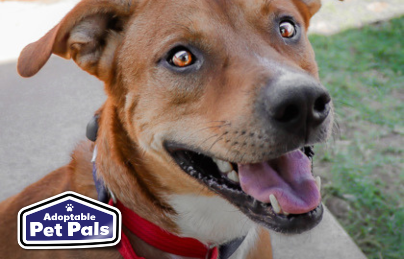SPCA of Texas
