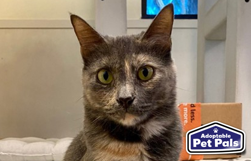 SPCA of Texas