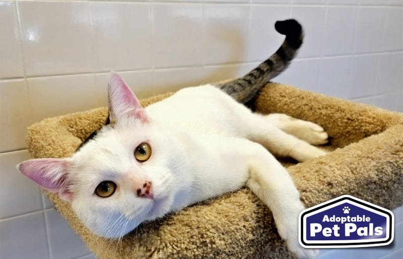 SPCA of Texas