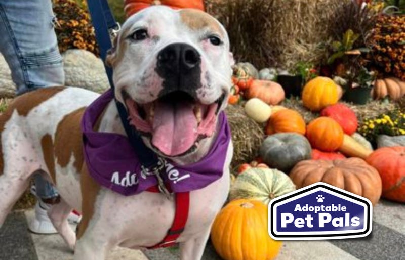 SPCA of Texas