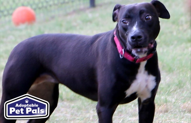 SPCA of Texas