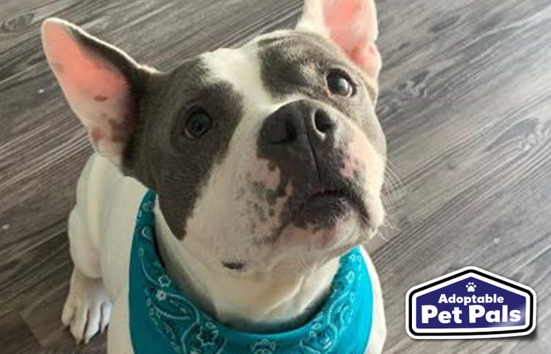 SPCA of Texas
