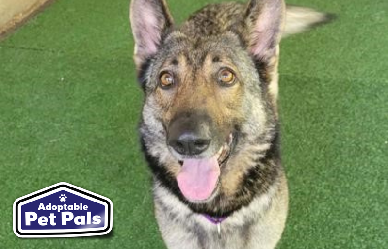 SPCA of Texas