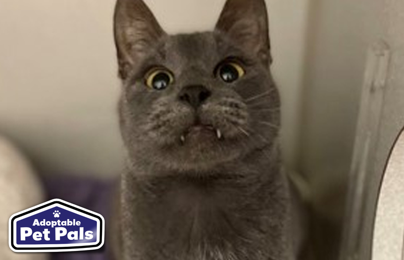 SPCA of Texas