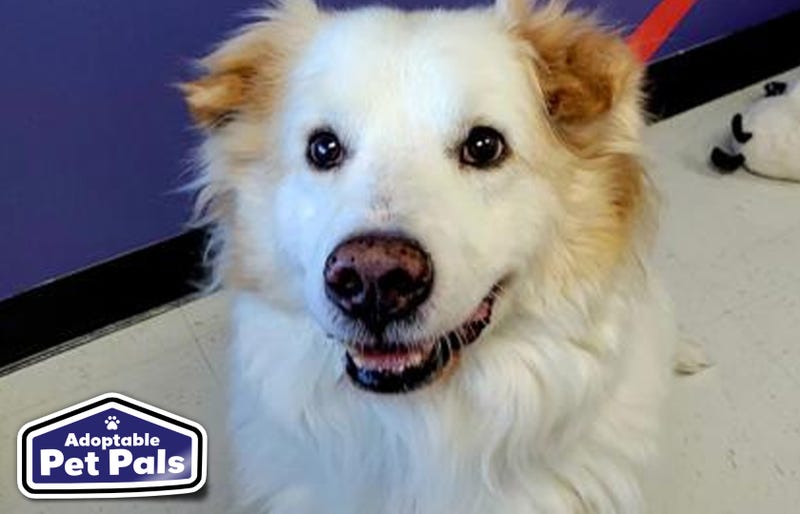 SPCA of Texas