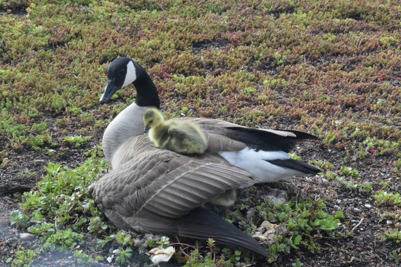 goose