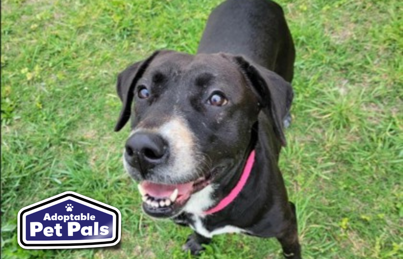 SPCA of Texas