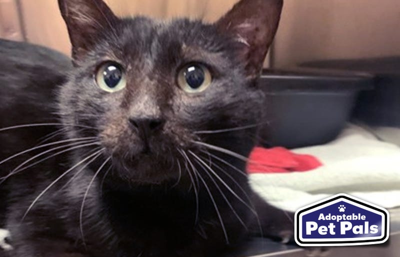 SPCA of Texas