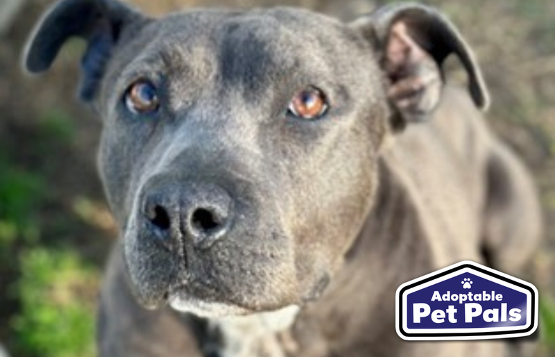 SPCA of Texas